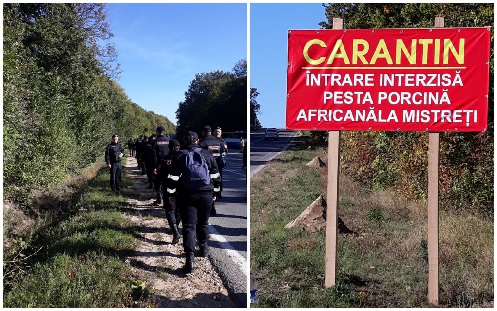 В Резине объявлен карантин в связи с АСЧ.
