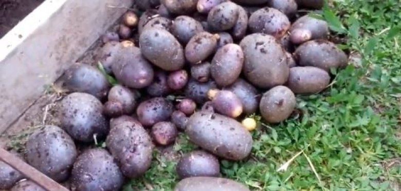 Inedit: Noua vedetă în grădinile moldovenilor
