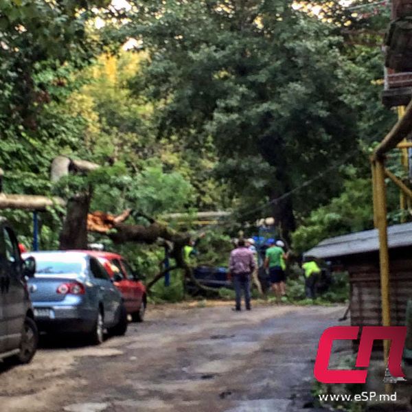 В одном из случаев переломившееся дерево упало на припаркованный у дома автомобиль.