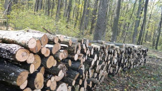 În fondul forestier au început lucrările silvice de toamnă. Foto: Moldsilva