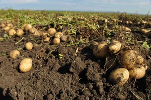 Un cartof mediu fiert în coajă conţine de cinci ori mai multe fibre decât o banană şi asigură un aport de vitamina C