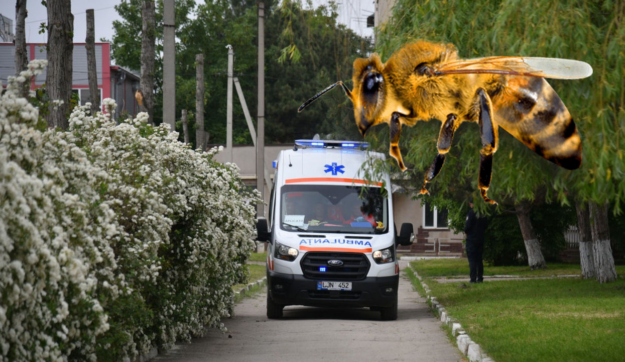 В Молдове за неделю шесть человек попали в больницу после укусов пчёл.