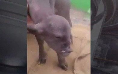 Теленок с человеческим лицом пугает местных жителей.