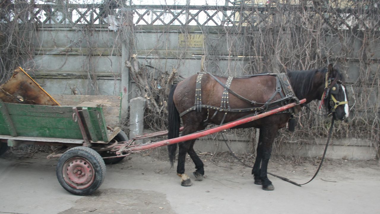Cai obligaţi de stăpâni să tragă în direcţii diferite două căruţe legate între ele