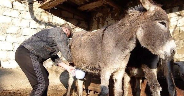 Фермер из Оргеевского района разводит ослиц: литр молока стоит 300 леев.