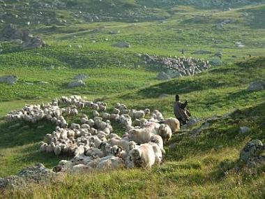 36 de oi din satul Taraclia, raionul Căuşeni, au fost devorate de lupi la o stână amplasată la marginea localităţii, la câţiva kilometri de pădure.