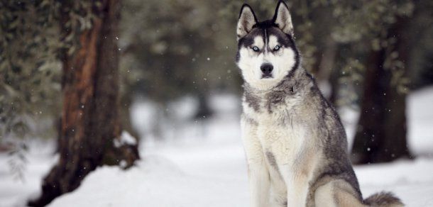 Un câine Husky ajuns zacuscă la masa unor vagabonzi din Rusia. Foto: aboutdogfacts.com