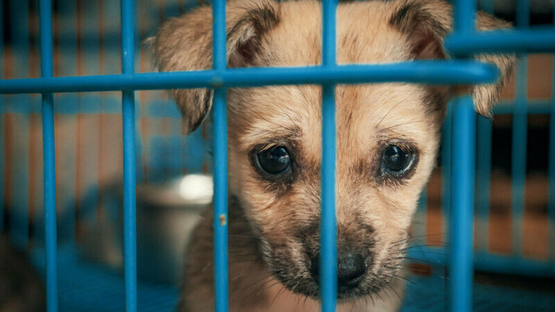 România propune interzicerea uciderii câinilor vagabonzi și noi măsuri de protecție a animalelor.