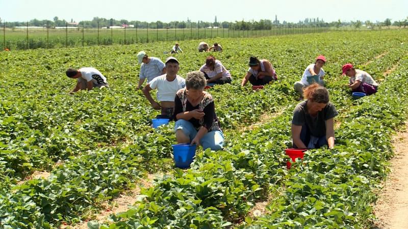 Fermierii din țară îşi pregătesc dosarele pentru a obţine subvenții