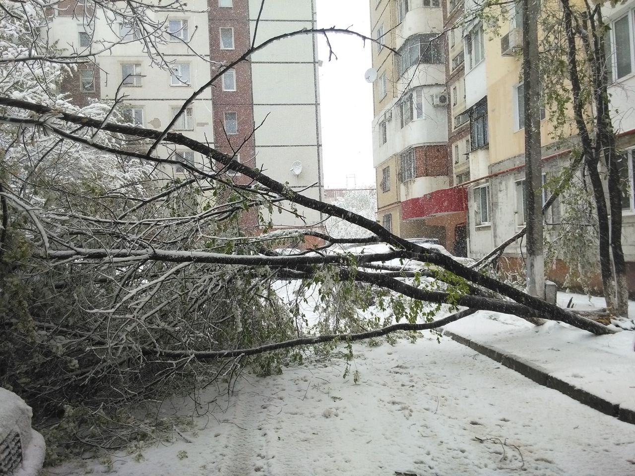 Dezastru în Capitală: Copacii cad ca secerați. Sectoarele afectate Foto: Serghei Sinenco