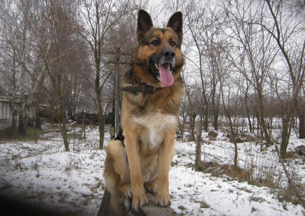 Patrupedul Poliţiei de Frontieră „Nandu” până în prezent are înregistrate mai multe rețineri.
