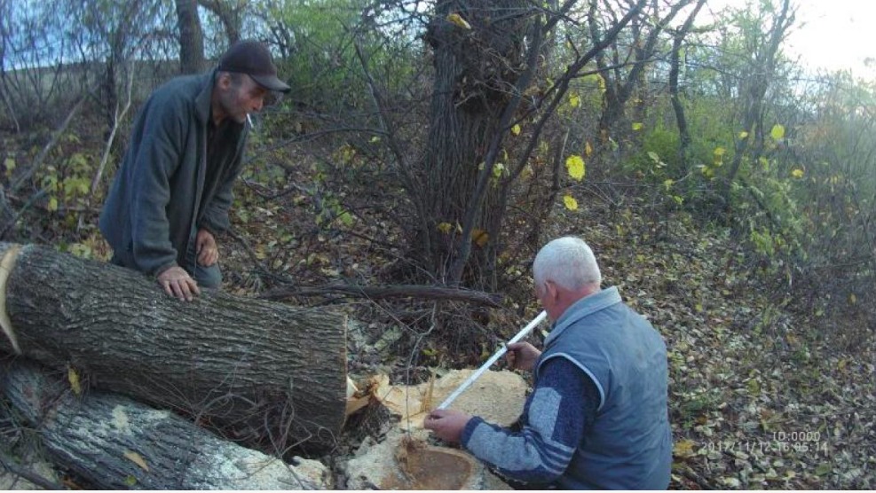 Un inspector de mediu din Sîngerei, bătut și amenințat de doi bărbați care tăiau ilegal arborii dintr-o pădure.