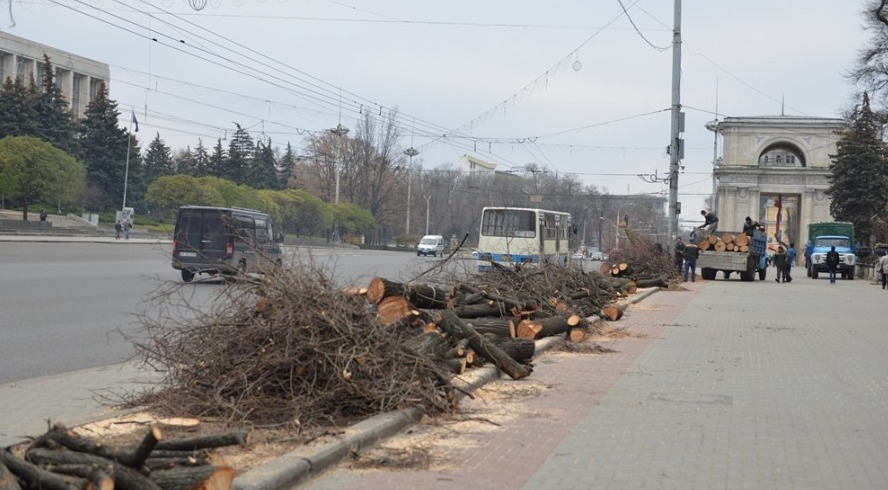  Lucrări de curăţare a arborilor în Capitală. Străzile pe care să le evitați