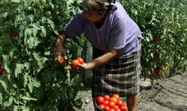 În acest an legumele crescute în serele din Moldova vor apărea mai târziu. 