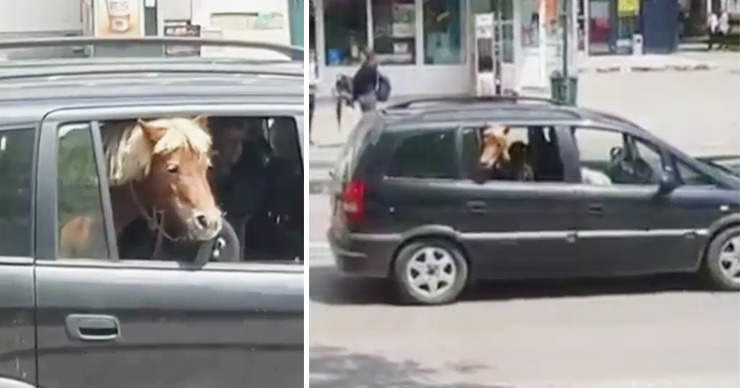 В Яссах на видео засняли необычного пассажира в автомобиле. Коллаж: Point.md.