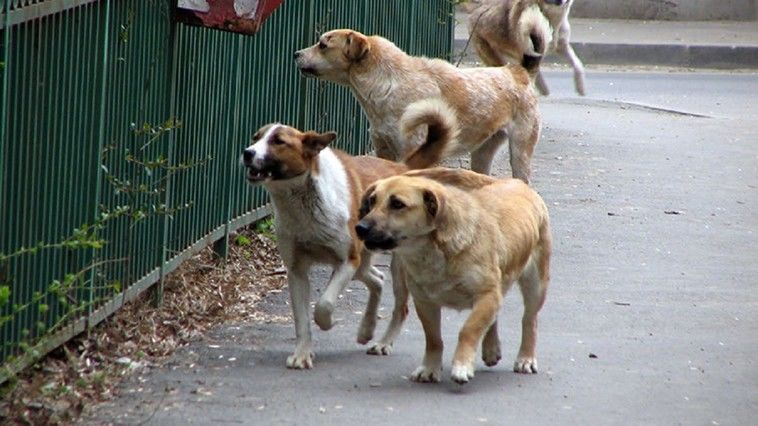 Объявлены повторные тендеры по выбору фирмы для стерилизации собак.