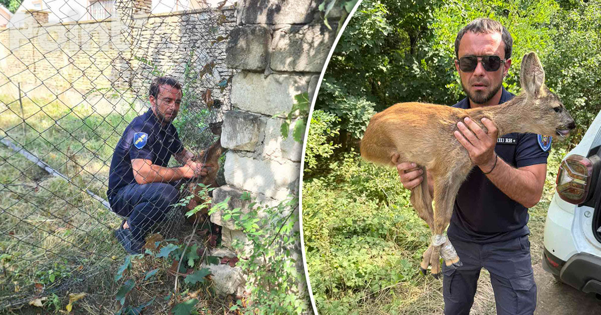 O căprioară speriată, salvată de inspectorii de mediu la Ialoveni.