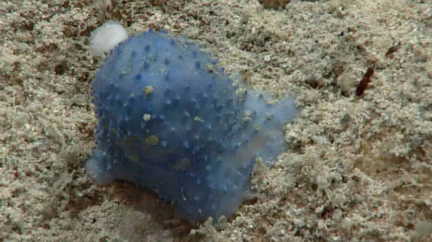 Неизвестное голубое существо обнаружили на дне Карибского моря.