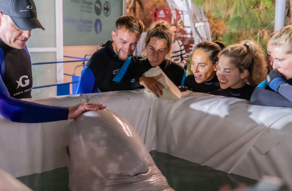 Спасенные из Харькова белухи через Кишинев доставлены в Валенсию. Фото: oceanografic.org