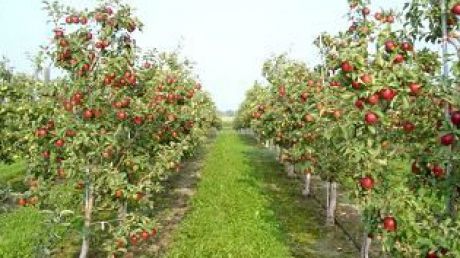 Rosselhoznadzor, în inspecţie pe la pepinierele şi livezile din ţară. Foto: gradinamea.ro