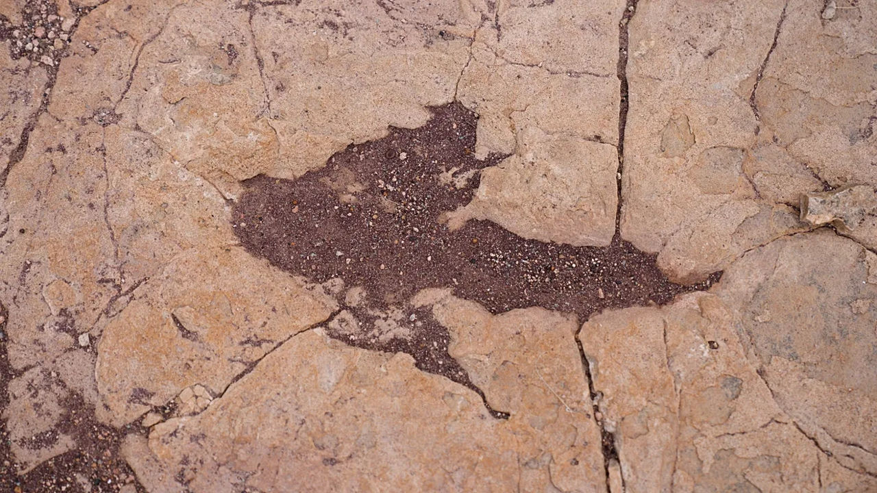 Aproximativ 17.000 de urme de dinozauri, descoperite în Bolivia.