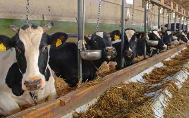 În Republica Moldova, doar 13% din consumul intern de carne de vită este asigurat de producătorii autohtoni. Foto: recolta.eu