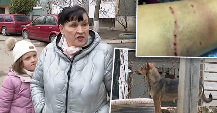 Мужчина в ответ отмечает, что бесхозные собаки никогда не бывают агрессивными без причины.