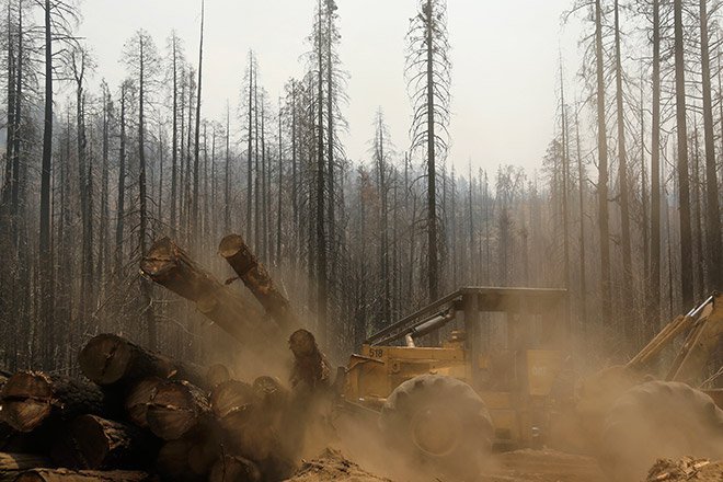 Уничтоженные пожаром деревья, Калифорния. Фото: Robert Galbraith | Reuters