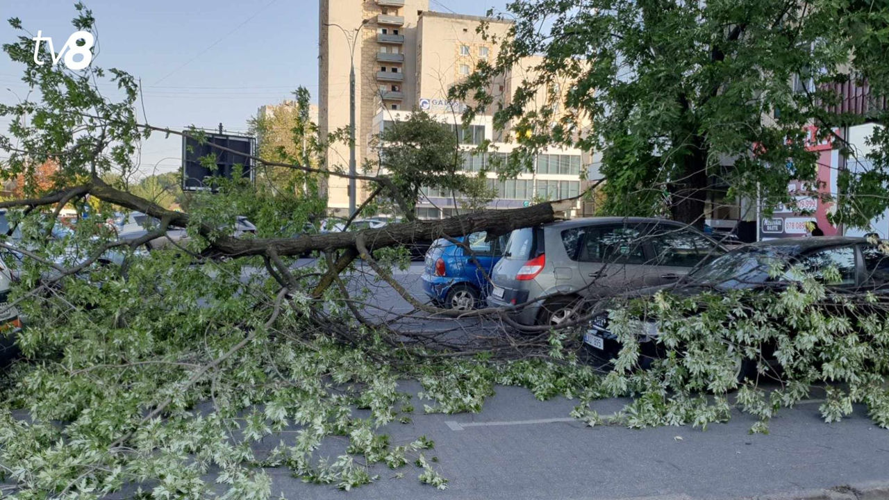 В Кишиневе из-за сильного ветра на машину упало дерево