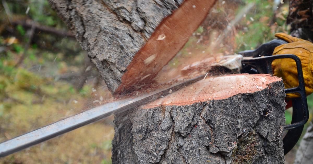 Imaginaţia hoţilor de lemne nu are limite. Nouă metodă de furt al arborilor. Foto: Digi24