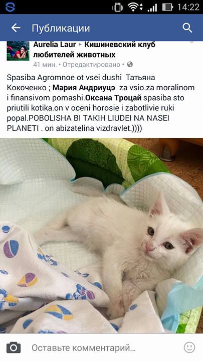 К счастью, котенок выжил и уже нашел новый дом.