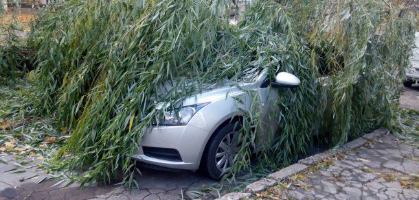 O salcie voluminoasă a fost doborâtă de vânt și s-a prăbușit peste un automobil de model Chevrolet Cruze.