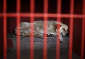 Люди недовольны многочисленными случаями отравления бродячих собак в Кишинёве.