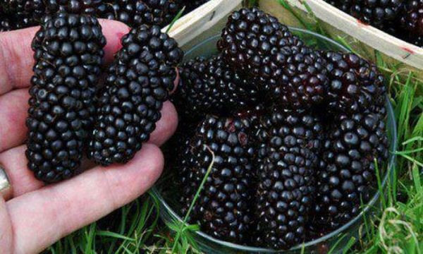 Полезная и очень вкусная ягода.