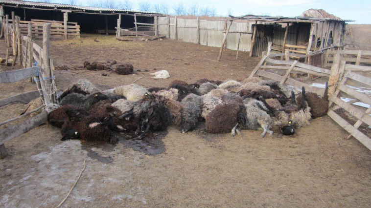 Haitele de lupi atacă nordul țării. 47 de oi, sfâșiate la o stână din Florești.
