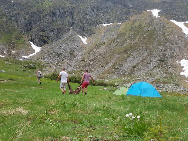 Румыния - рай для охотников за сернами, убийство стоит 10 000 евро.