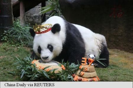 Cel mai bătrân panda în captivitate din lume, ursoaica Basi, a murit în China, la 37 de ani. Foto: reuters.com