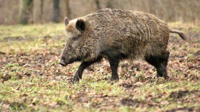 Noi focare de pesta porcină în patru țări, inclusiv în Ucraina