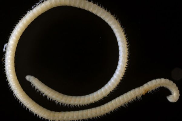 Новый вид из класса Diplopoda окрестили Illacme tobini.