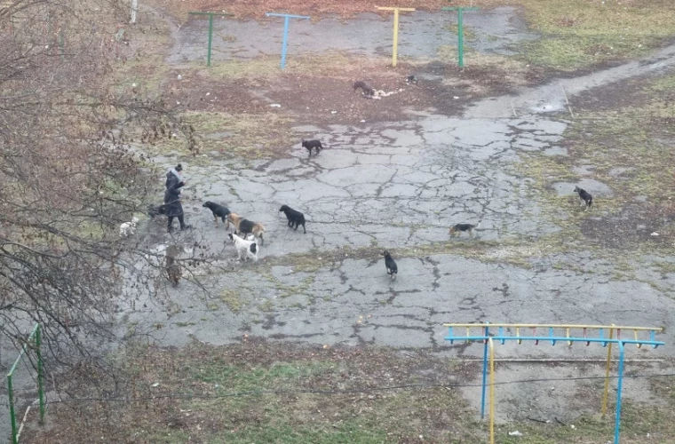 В Унгенах на 6-летнюю девочку напала бродячая собака.