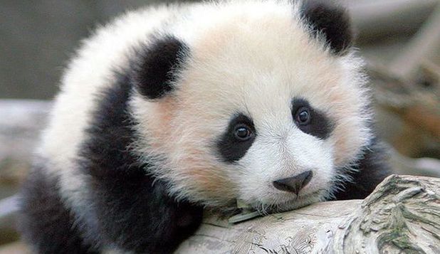 În China va fi creat un sanctuar pentru urşii panda
