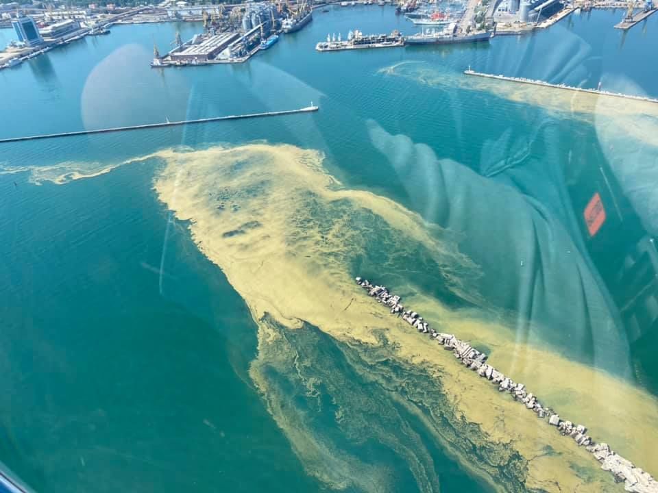 Море у берегов Одессы снова "позеленело".