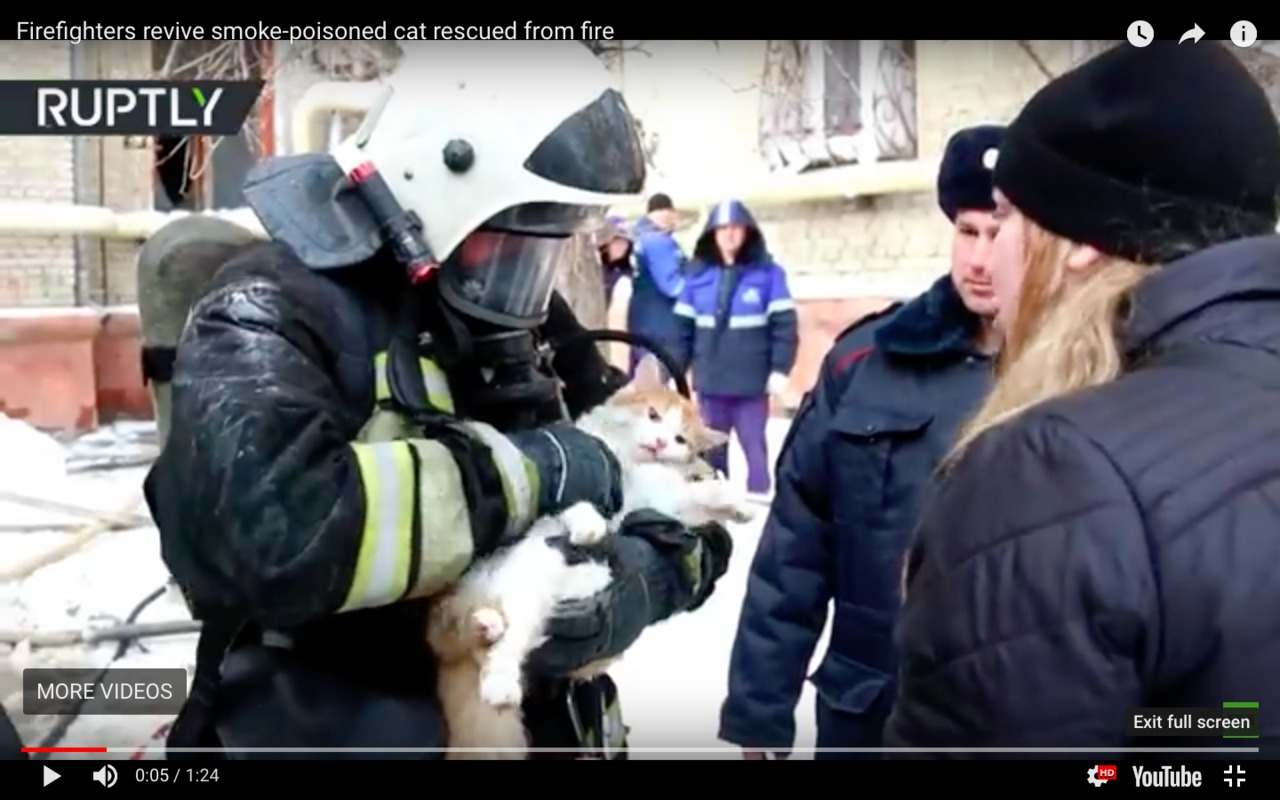 O pisică, readusă la viaţă de către pompieri, în urma unui incendiu. 
