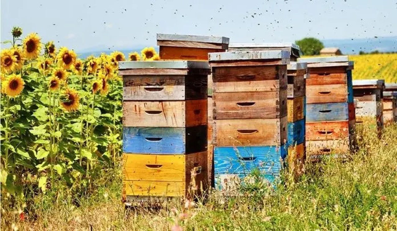Приложение "Bee Protect" сократит число случаев отравления пчел.