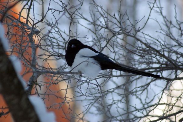 Astăzi vom avea temperaturi de până la +16 grade. Foto: tobolsk.ru
