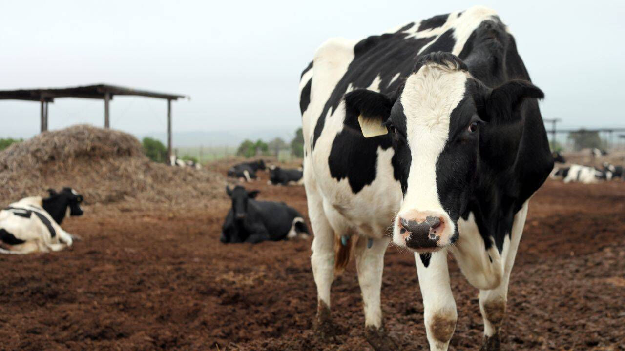 Un nou caz de rabie la bovine, înregistrat la Anenii Noi.