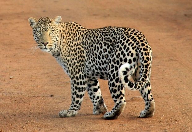 Un leopard a intrat într-o clădire îngrozindu-i pe toți cei prezenți