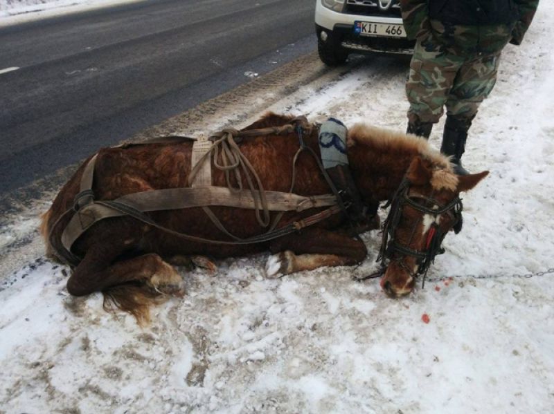 В Интернете была зарегистрирована онлайн петиция, под которой подписались более 1000 человек.