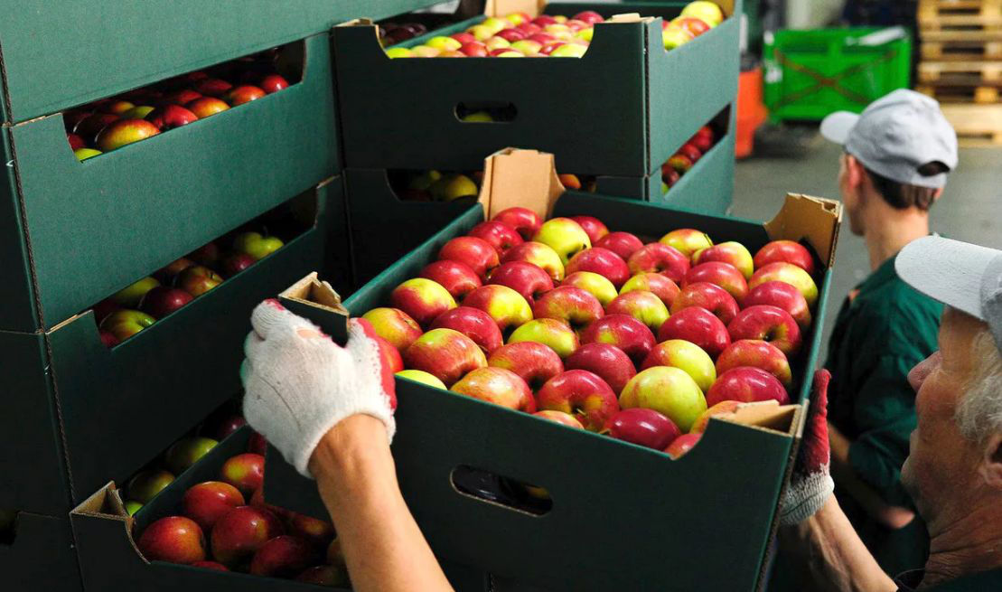 Эксперты: Эмбарго на экспорт молдавских яблок продлится долго.
