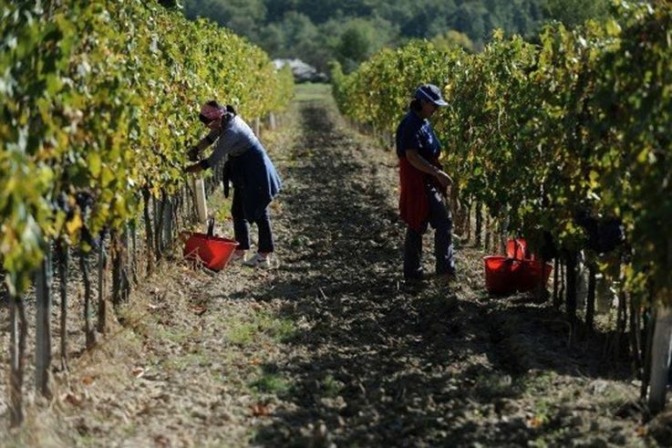 Квоты на экспорт в ЕС столового винограда, слив и вишни будут увеличены
